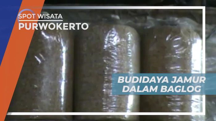 Belajar Budidaya Jamur Dalam Ampar Kayu Gergaji di Purworejo