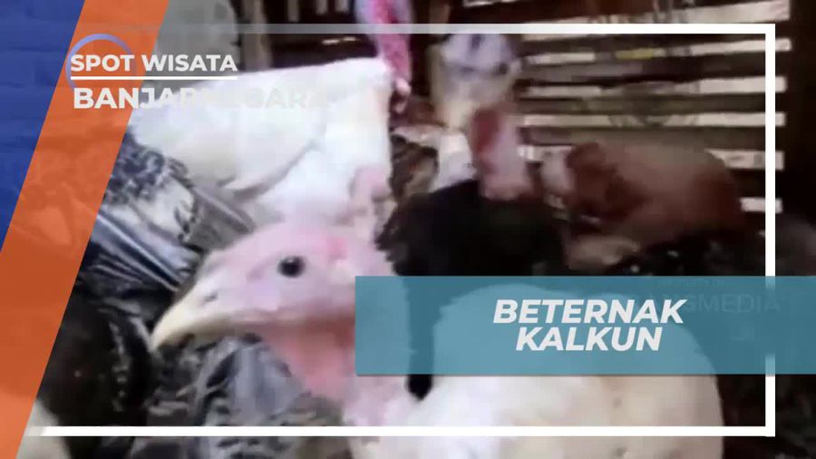 Belajar Beternak Kalkun Bersama Peternak Banjarnegara