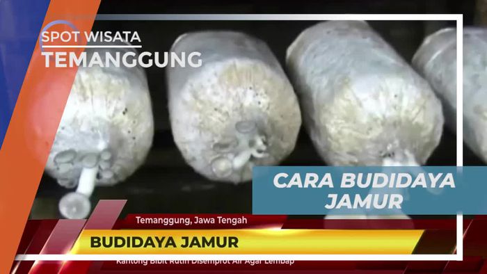 Belajar Cara Budidaya Jamur Bersama Ahlinya, Temanggung