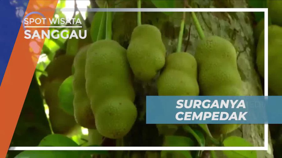 Cempedak, Tanaman Tropis yang Banyak Tumbuh di Indonesia, Sanggau
