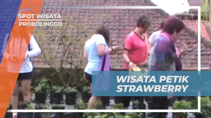 Keseruan Berwisata Petik Strawberry di Kebunnya, Probolinggo
