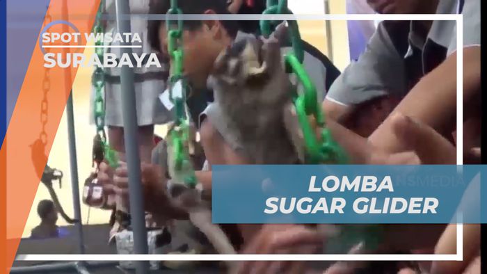 Melihat Tingkah Lucu Sugar Glider Saat Lomba di Surabaya