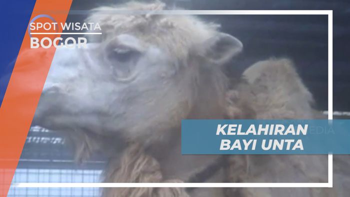 Melihat Unta, Satwa Berpunuk Dua yang Dilindungi, Bogor