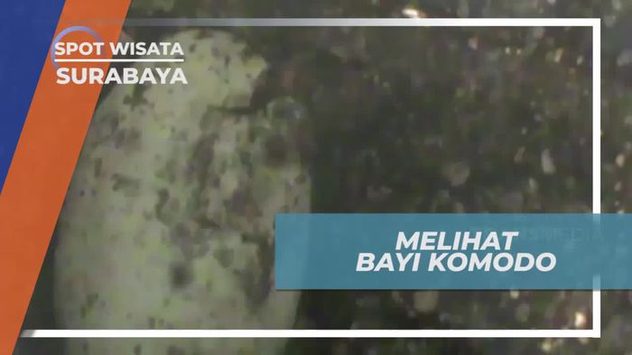 Melihat Puluhan Satwa Komodo di Kebun Binatang Surabaya