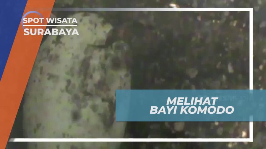 Melihat Puluhan Satwa Komodo di Kebun Binatang Surabaya