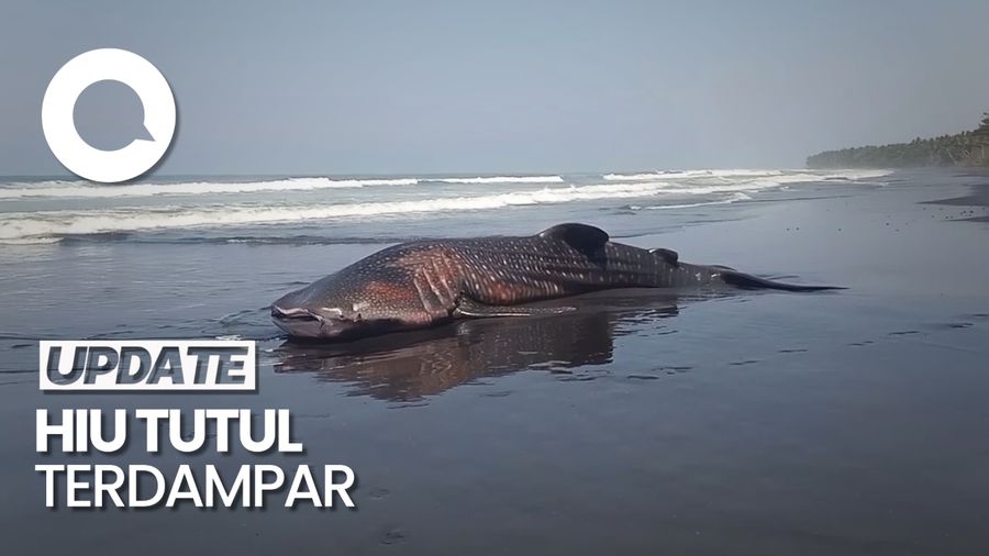 Hiu Tutul Terdampar di Pesisir Pantai Jembrana Bali