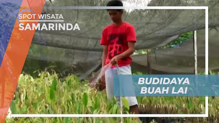 Budidaya Buah Lai, Per Pohon Bisa Panen 100 Buah, Samarinda