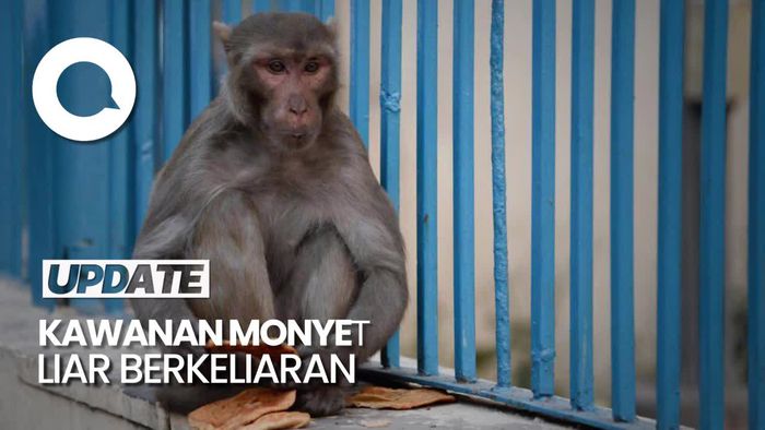 Kawanan Monyet Liar Masuk ke Permukiman Warga di Cipayung Jaktim