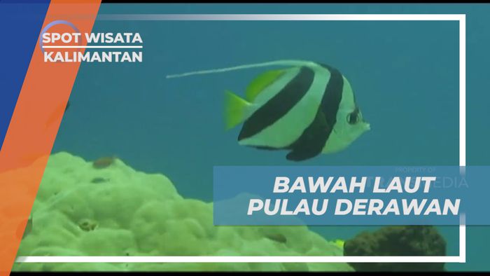 Menikmati Indahnya Surga Bawah Laut Pulau Derawan yang Memukau, Kalimantan Timur