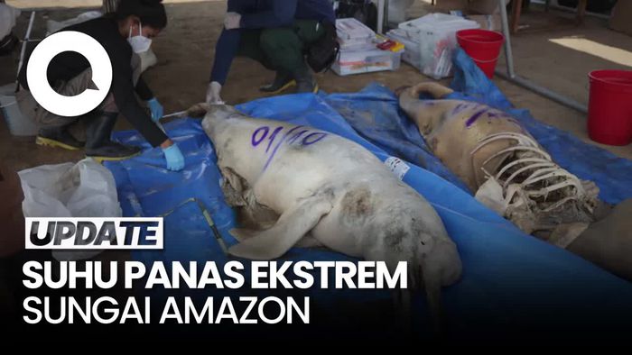 Tragis! Ratusan Lumba-lumba Sungai Amazon Mati Kepanasan