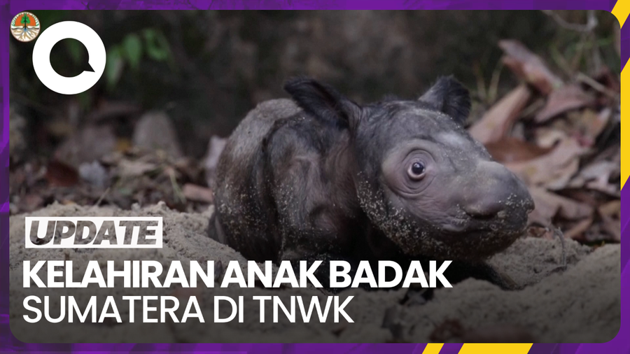  Menyambut Kelahiran Anak Ratu Badak Sumatera di TN Way Kambas