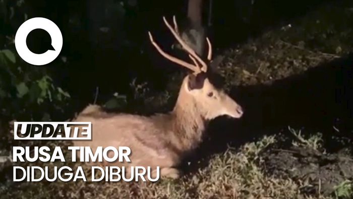 Rusa Timor di TNBB Ditemukan Penuh Luka, Diduga Dijerat Pemburu