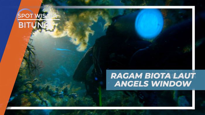 Menjelajahi Pesona Keindahan Bawah Laut Angels Window yang Menakjubkan, Bitung
