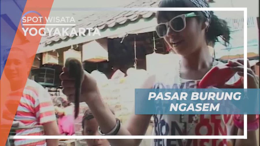 Berkunjung ke Pasar Burung Ngasem Yogyakarta, Melihat Aneka Satwa Lucu