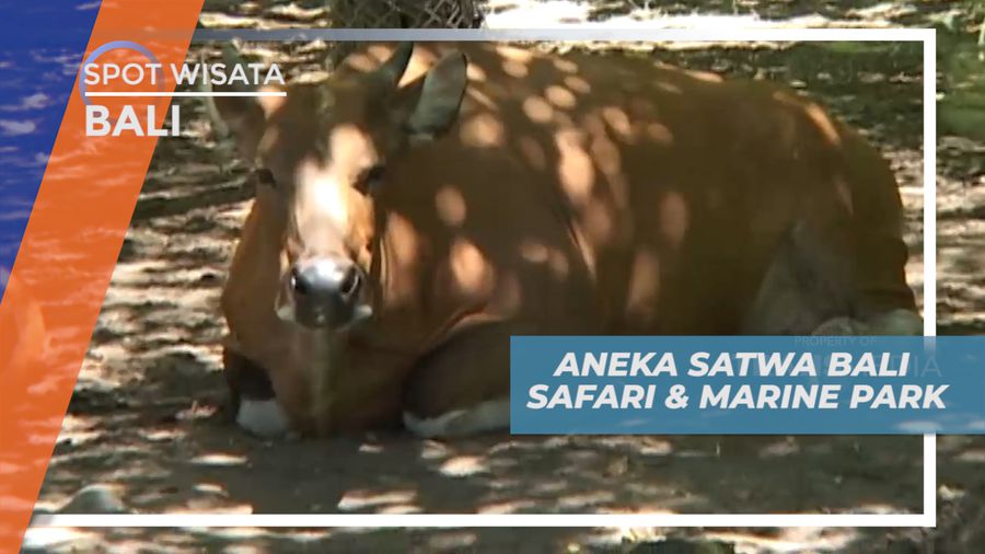 Melihat Beragam Koleksi Hewan-hewan Lucu di Taman Satwa, Bali