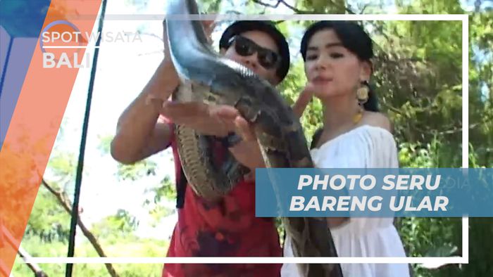 Berpose Seru Bareng Ular Berukuran Besar di Taman Satwa, Bali