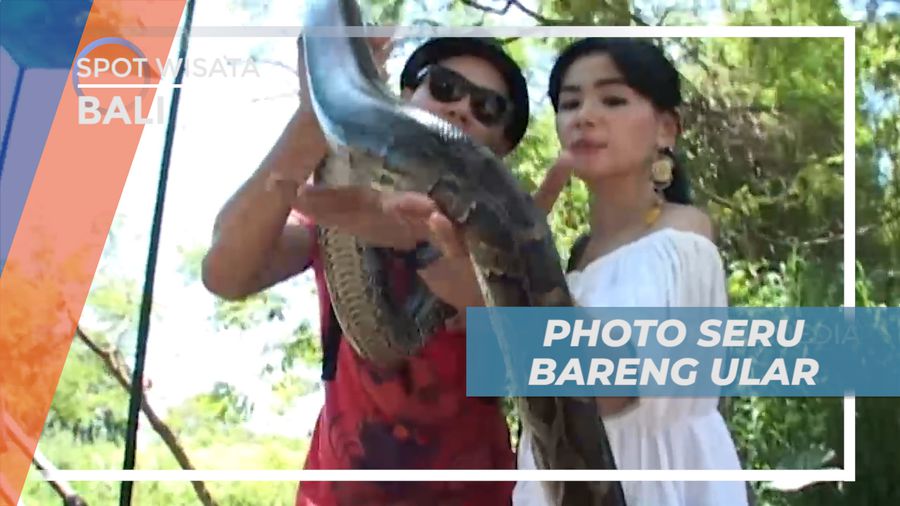 Berpose Seru Bareng Ular Berukuran Besar di Taman Satwa, Bali