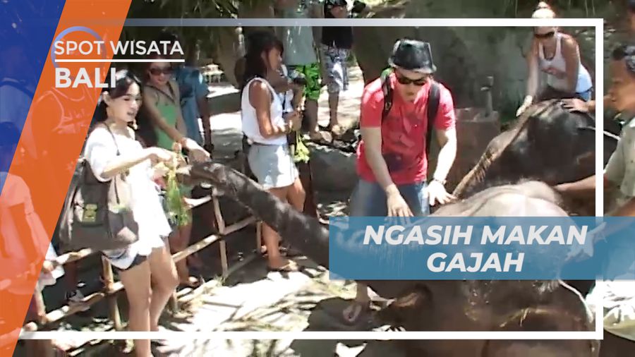 Serunya Berinteraksi dan Memberi Makan Gajah di Taman Satwa, Bali