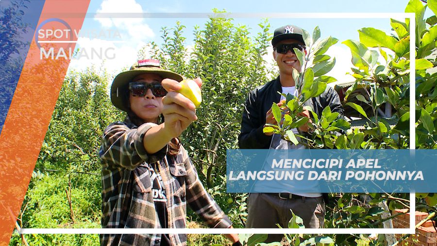 Mencicipi Cita Rasa Manis Buah Apel Langsung Dari Pohonnya, Kota Malang