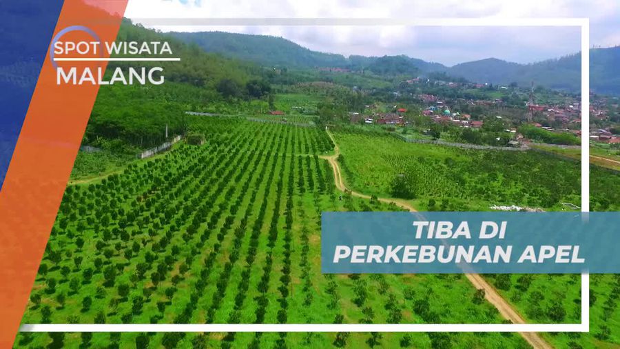Naik Mobil Safari Berkeliling Kawasan Perkebunan Apel Kota Malang
