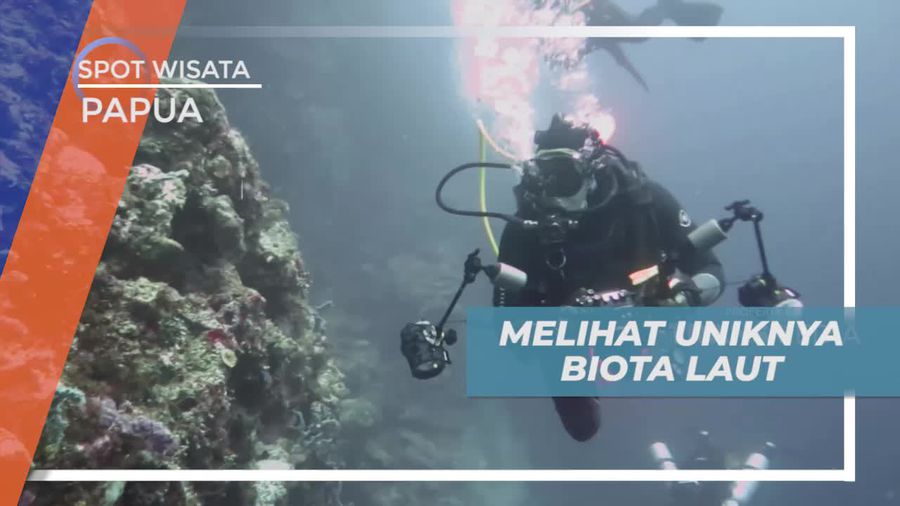 Menikmati Kecantikan Aneka Biota Laut Kepulauan Padaido Papua