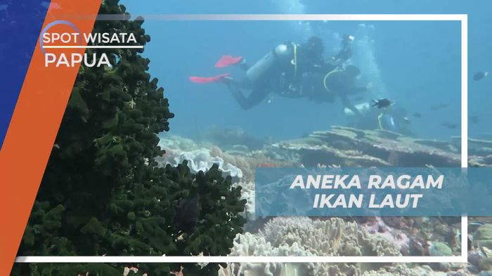 Ikan Nemo Hingga Bubble Coral, Keindahan Biota Laut Kepulauan Padaido Papua