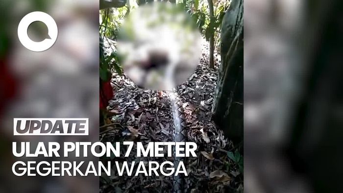 Penampakan Ular Piton 7 Meter yang Mangsa Sapi Warga di Mamuju