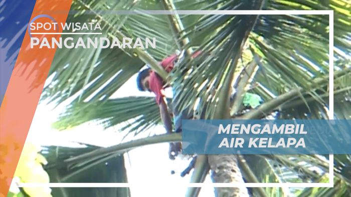 Memanjat Pohon yang Tinggi untuk Berburu Air Kelapa, Pangandaran