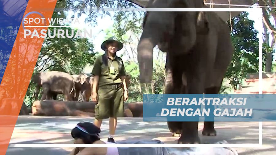 Sensasi Seru, Beratraksi Dengan Gajah Pintar di Taman Satwa, Pasuruan