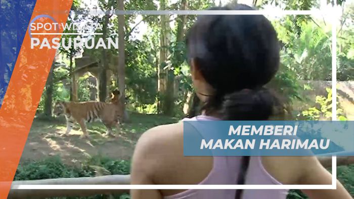 Bikin Deg-degan, Sensasi Memberi Makan Harimau di Taman Satwa, Pasuruan