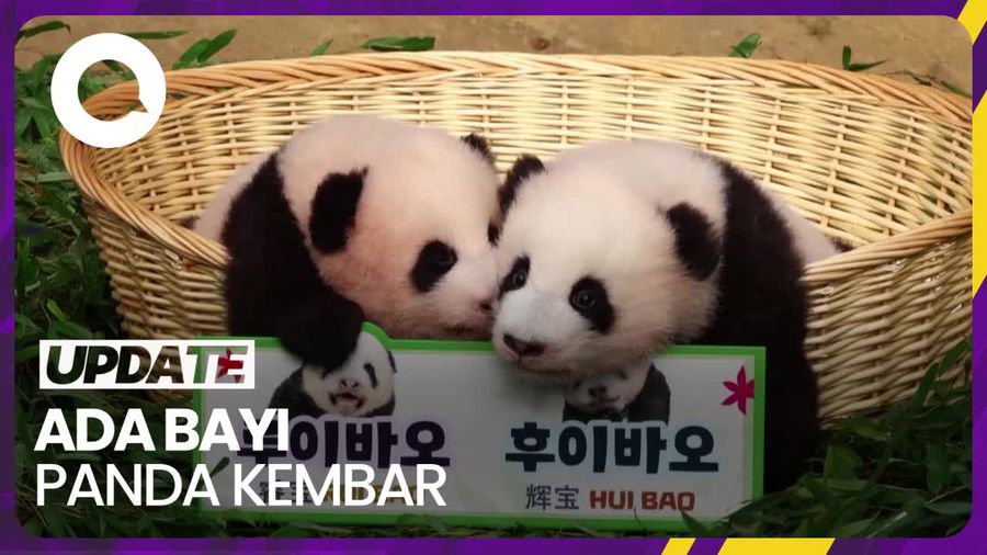 Melihat Kelucuan Bayi Panda Kembar di Kebun Binatang Korsel