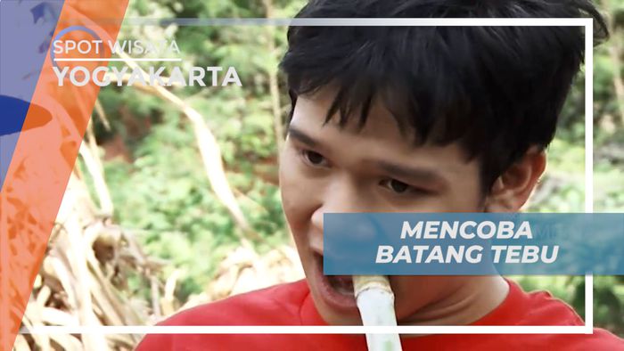 Mencicipi Sensasi Manis Batang Tebu, Yogyakarta