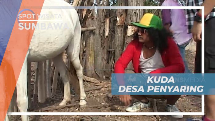 Melihat Dari Dekat Kuda di Desa Penyaring Sumbawa