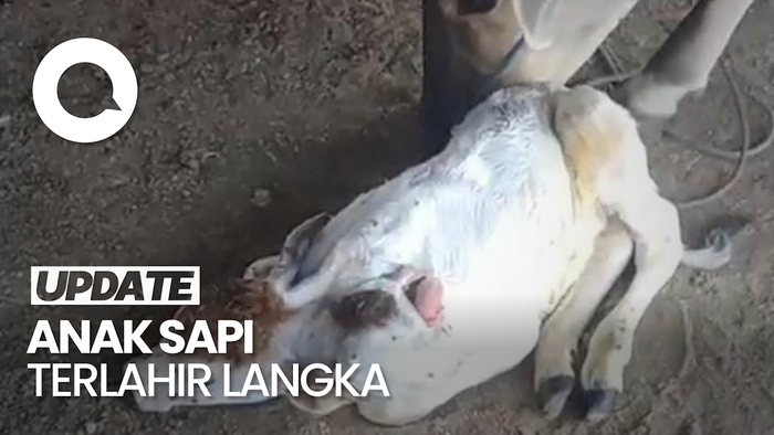 Penampakan Sapi Lahir dengan 2 Kepala dan 4 Telinga di Gorontalo