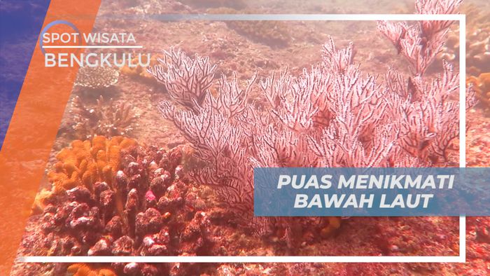 Menikmati Keindahan Biota Laut Pulau Tikus yang Super Duper Mempesona, Bengkulu