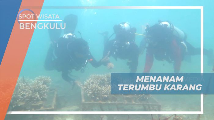 Menjaga Kelestarian Alam Dengan Menanam Terumbu Karang di Bawah Laut Pulau Tikus, Bengkulu