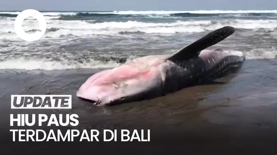 Penampakan Hiu Paus Sepanjang 6,6 Meter Terdampar di Bali