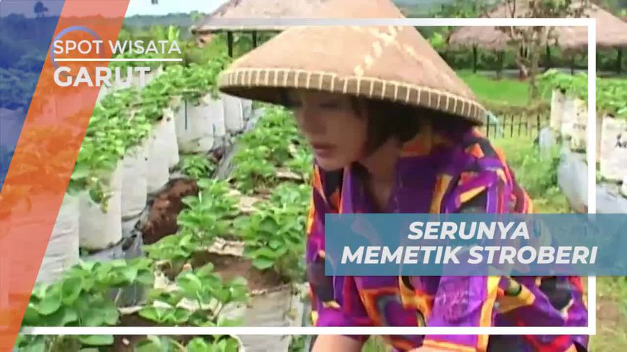 Memetik Strawberry Sepuasnya Langsung Dari Kebunnya, Garut