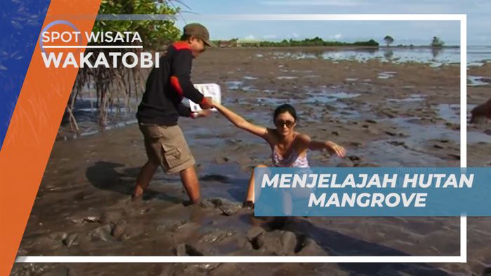 Berjalan Kaki Menjelajahi Hutan Mangrove Pulau Kaledupa Wakatobi