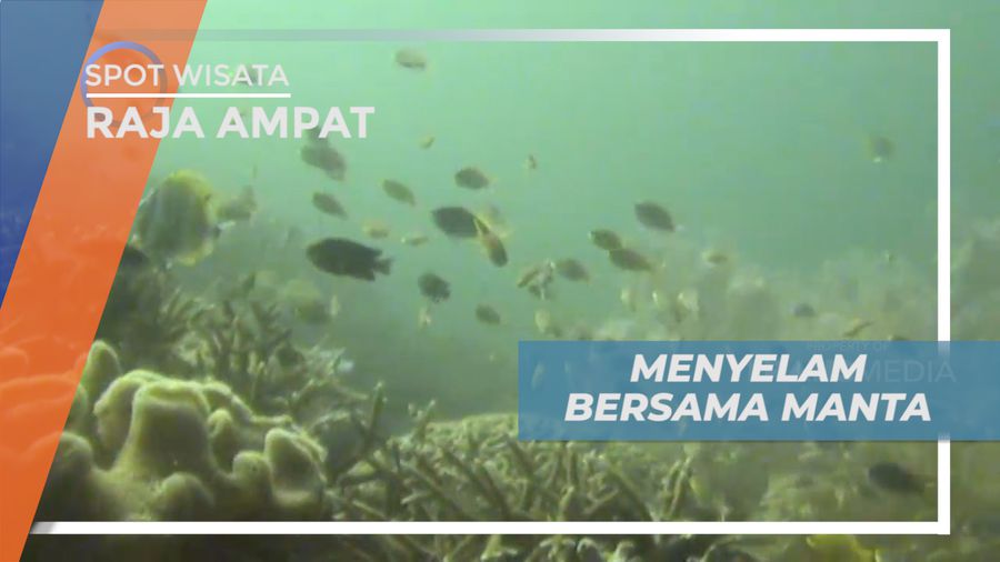 Pengalaman Seru, Menyelam Bersama Spesies Ikan Pari Terbesar, Raja Ampat