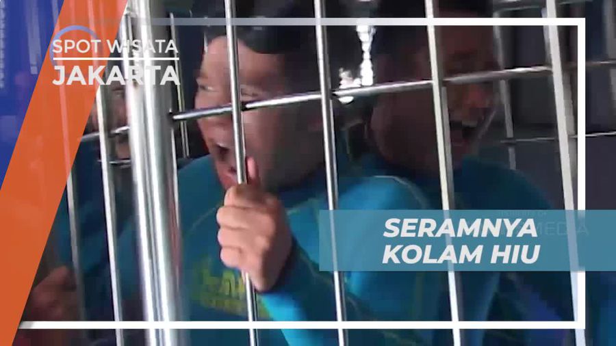 Seru dan Menegangkan, Momen Masuk ke Dalam Kolam Hiu Jakarta