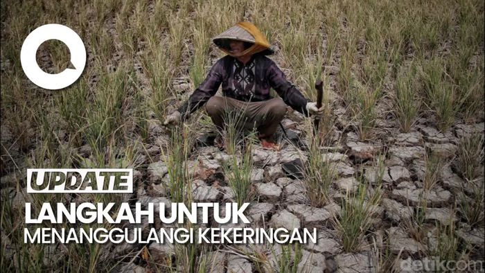 Kepala BMKG Bicara Langkah Mengatasi Krisis Air Akibat Perubahan Iklim