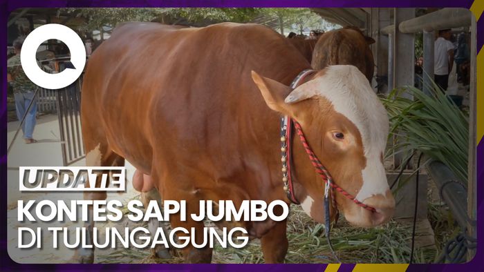 Kontes Ratusan Sapi Jumbo di Tulungagung