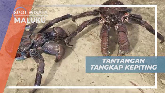Tantangan Seru Menangkap Kepiting Kenari, Maluku Utara