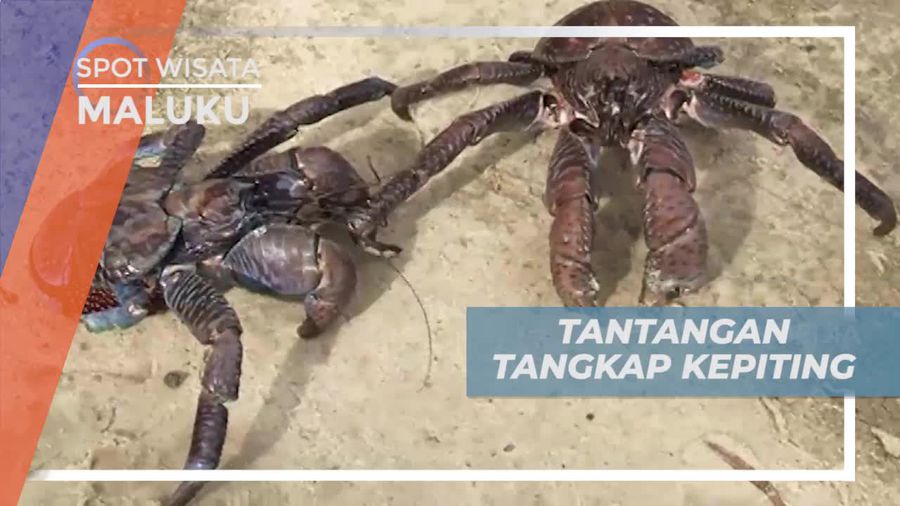 Tantangan Seru Menangkap Kepiting Kenari, Maluku Utara