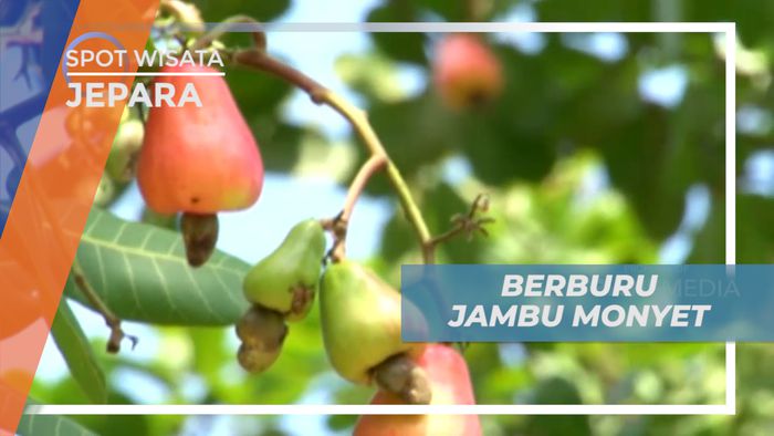 Berburu Buah Jambu Monyet di Tepi Jalan di Pulau Karimun Jawa Besar, Jepara