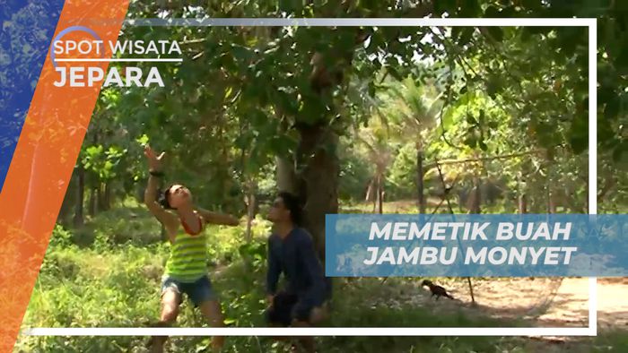 Senangnya Memetik Buah Jambu Monyet, Serasa di Kebun Sendiri, Jepara