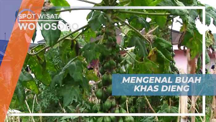 Mengenal Buah Carica, Buah Khas dari Pegunungan Dieng, Wonosobo