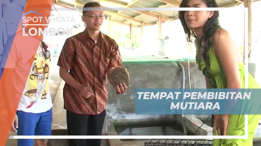 Berkunjung ke Teluk Nara, Melihat Pembibitan Mutiara di Lombok