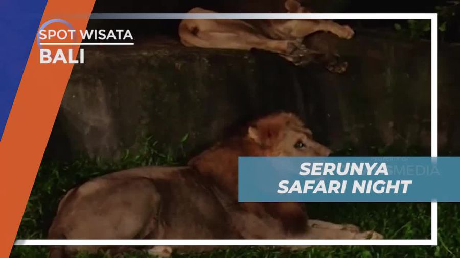 Melihat Aneka Satwa di Malam Hari Dengan Safari Night Bali